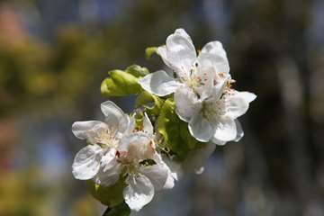 بهار دانشگاه 1399